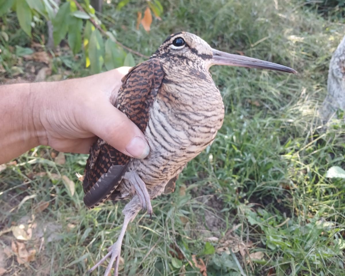 ВАЛЬДШНЕП(Scolopax rusticola)-Птица с самыми светоотражающими перьями в  природе. Обсуждение на LiveInternet - Российский Сервис Онлайн-Дневников