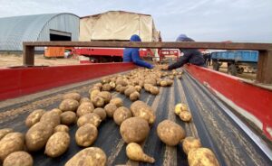 Астраханская область готова увеличить поставки картошки и лука в Казахстан