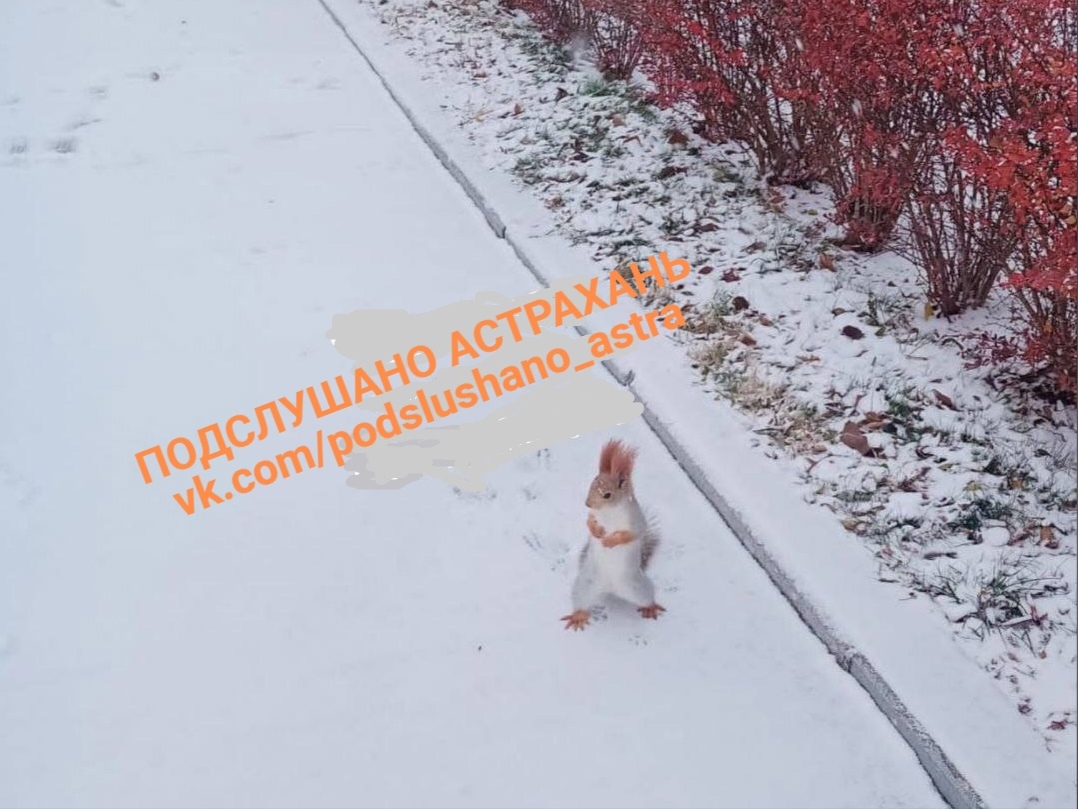 Во время снегопада в центре Астрахани снова заметили белку
