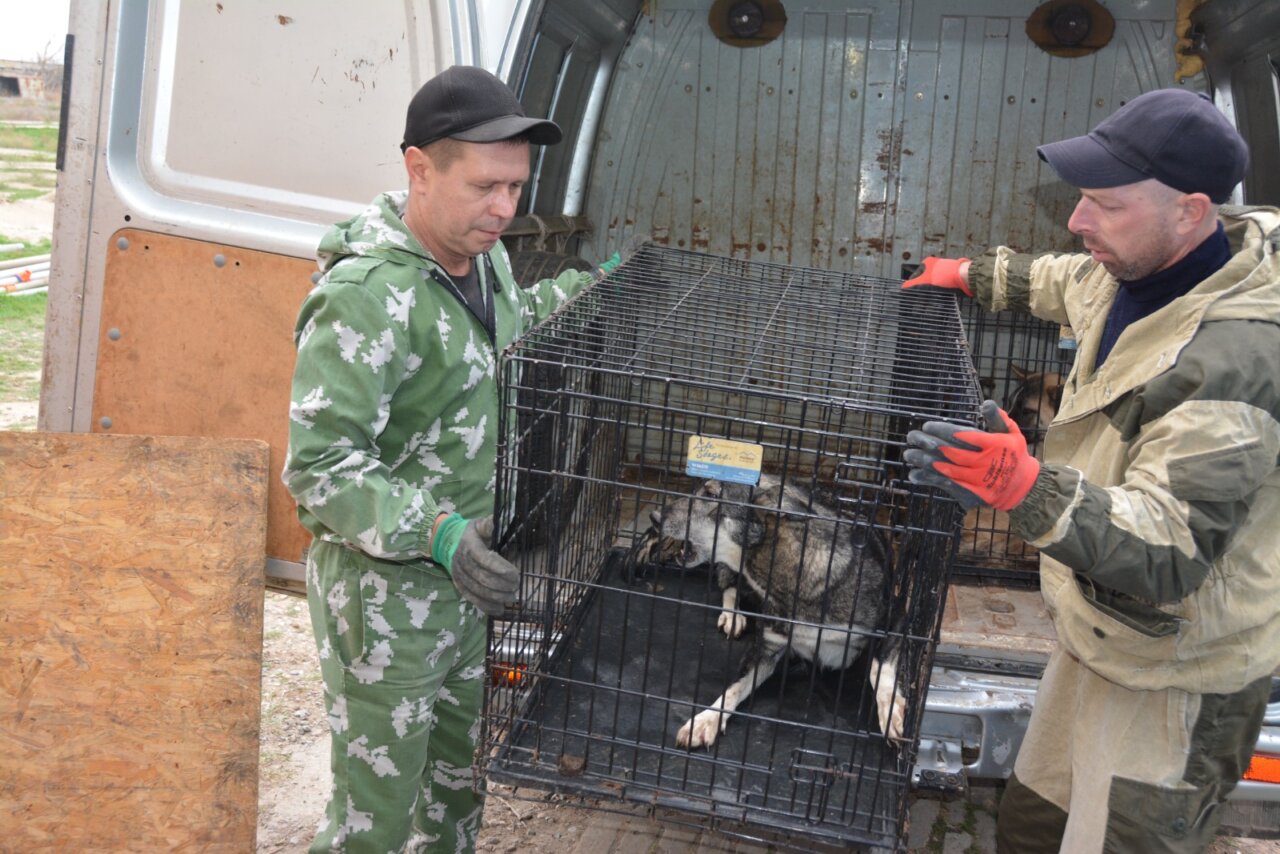 В Астрахани отловили несколько тысяч бродячих собак