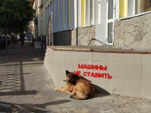 Суд отклонил иск, из-за которого в Астрахани прекращали ловить бездомных собак