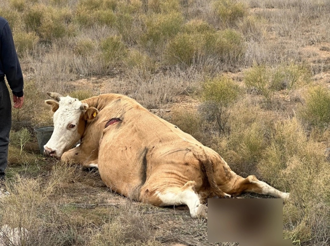 Под Астраханью несколько дней лежит корова с перебитыми ногами