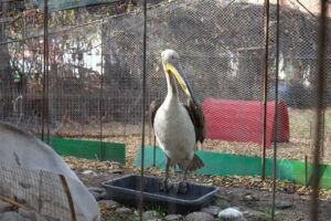 Астраханцам открыли проход к птицам парка «Планета»: их можно покормить