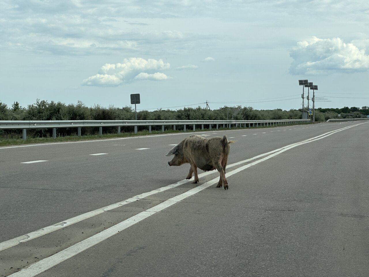свинья переходит дорогу