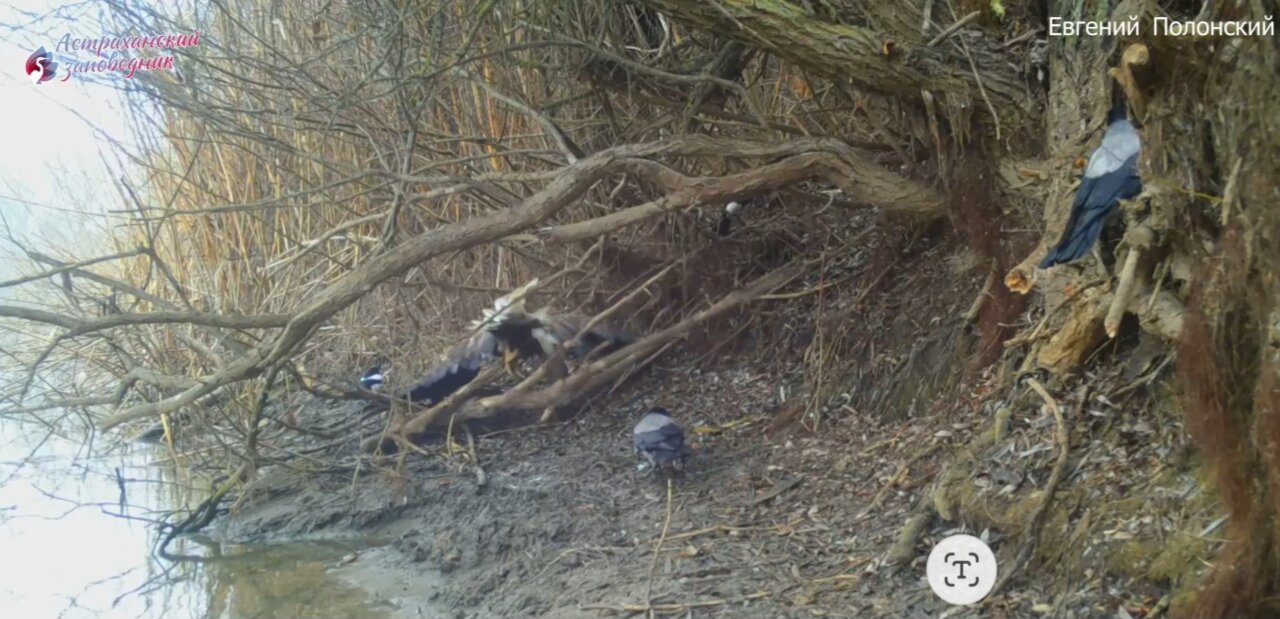 В Астраханской области очень редкая птица поругалась с соседями-хулиганами