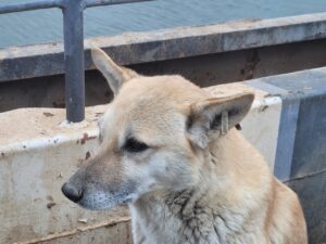 В Астраханской области собака напал на ребенка, дело дошло до Москвы