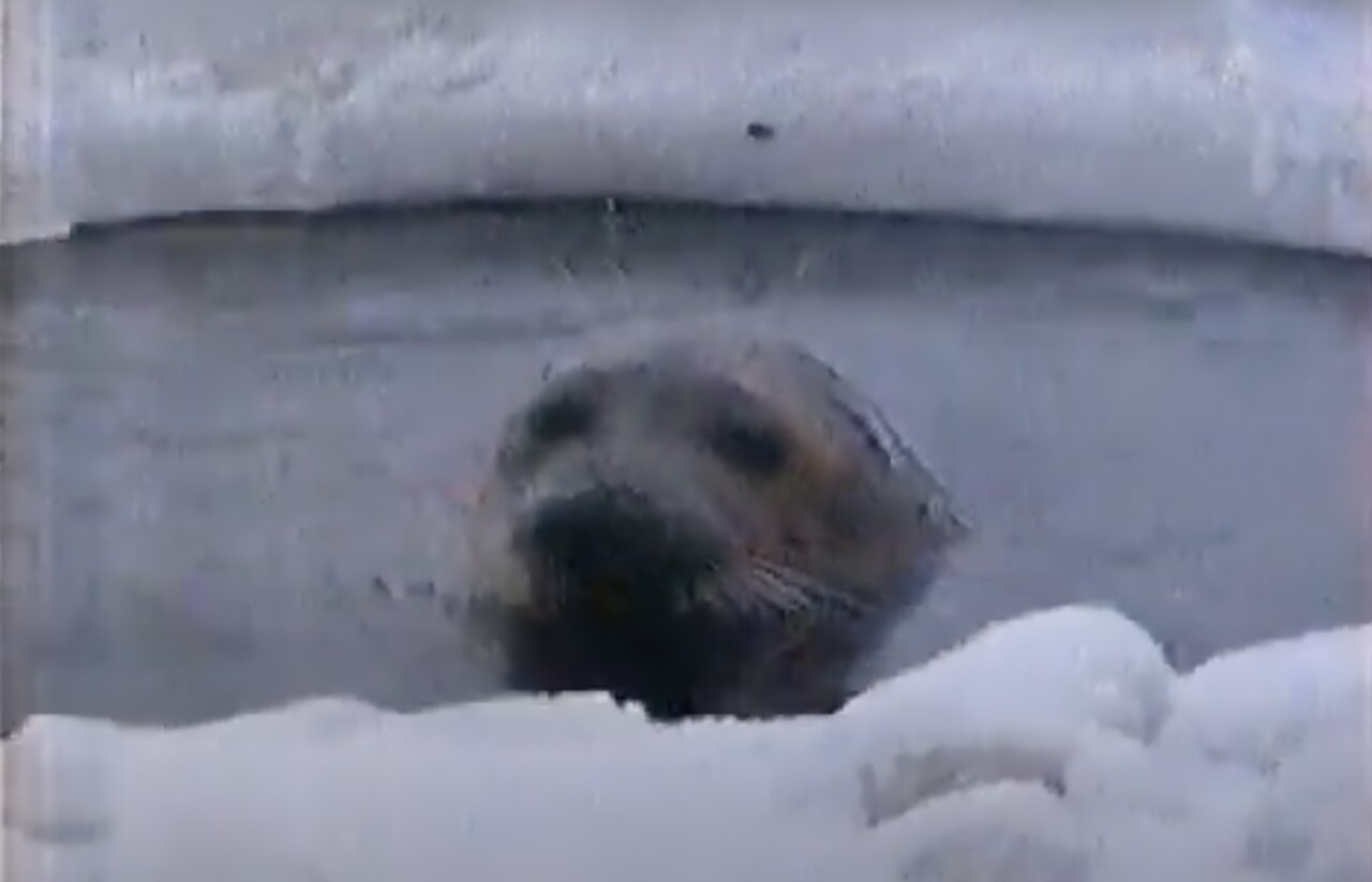 Астраханец рассказал историю появления тюленя в Лебедином озере