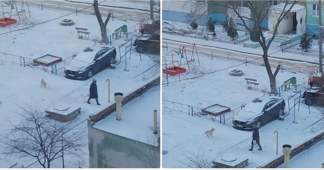 В Астрахани сытая собака держит в страхе жительницу многоэтажки