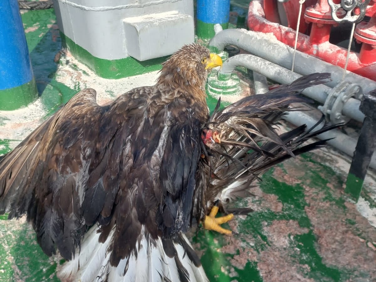 В Астраханской области спасли уникальную птицу с жуткой травмой