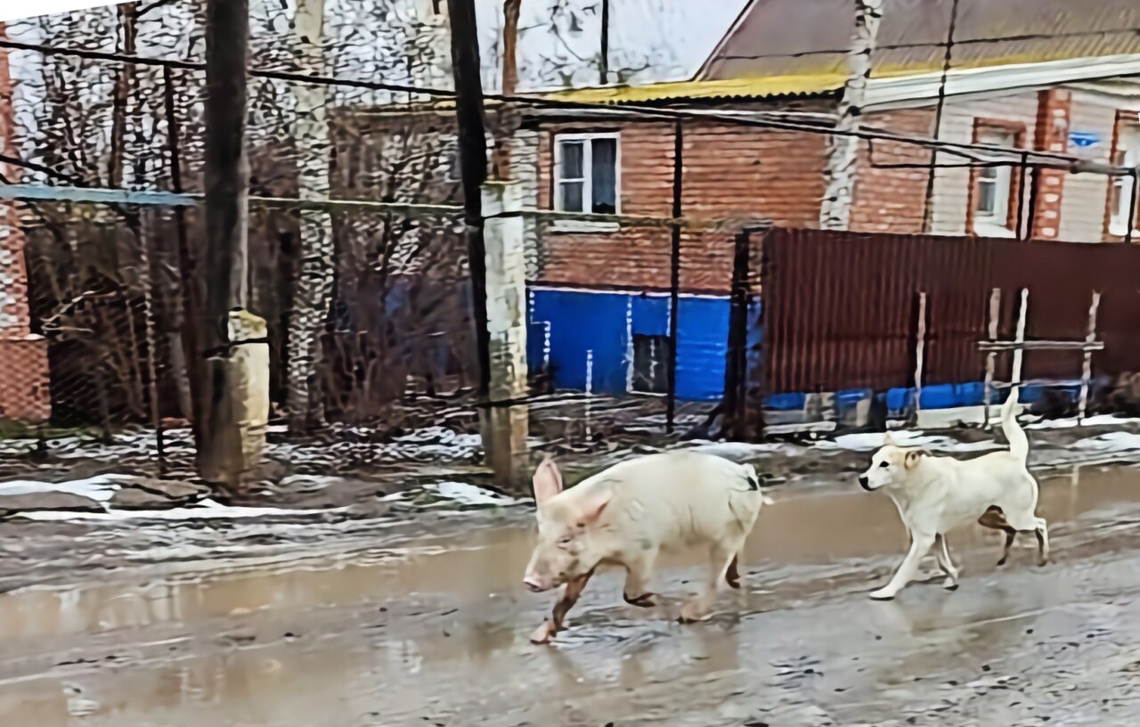 Свинья конкурирует за еду с бродячими собаками на окраине Астрахани
