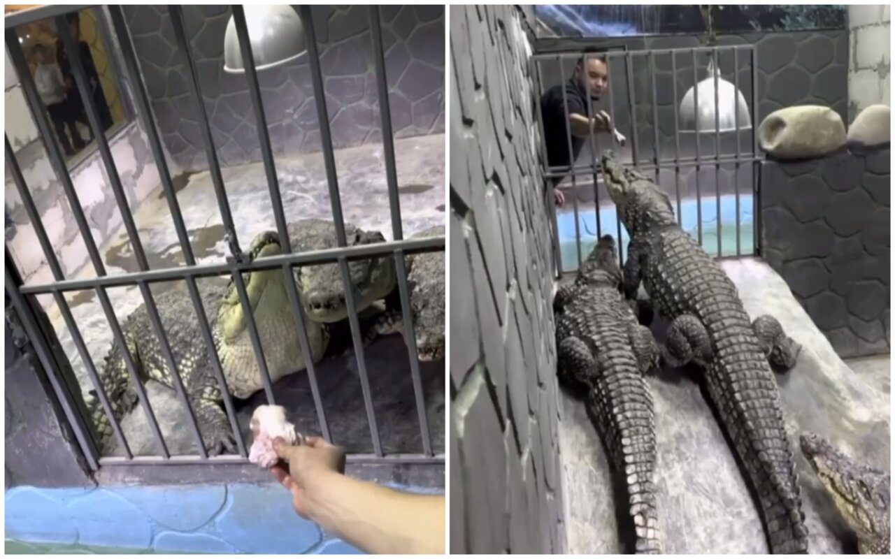 Астраханцев приглашают на показательное кормление крокодилов