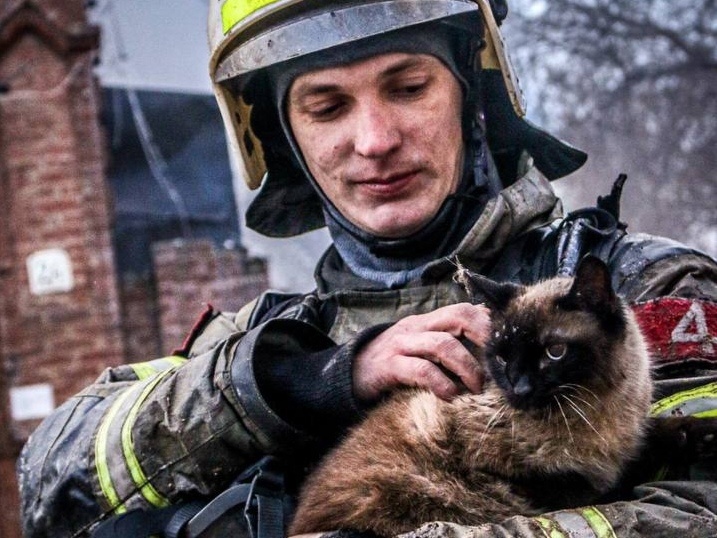 Астраханский кот едва выжил во время пожара в старинном доме