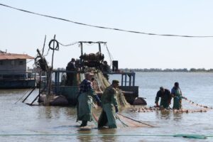 В Астраханской области массово вылавливают хищную колючую рыбу для получения потомства