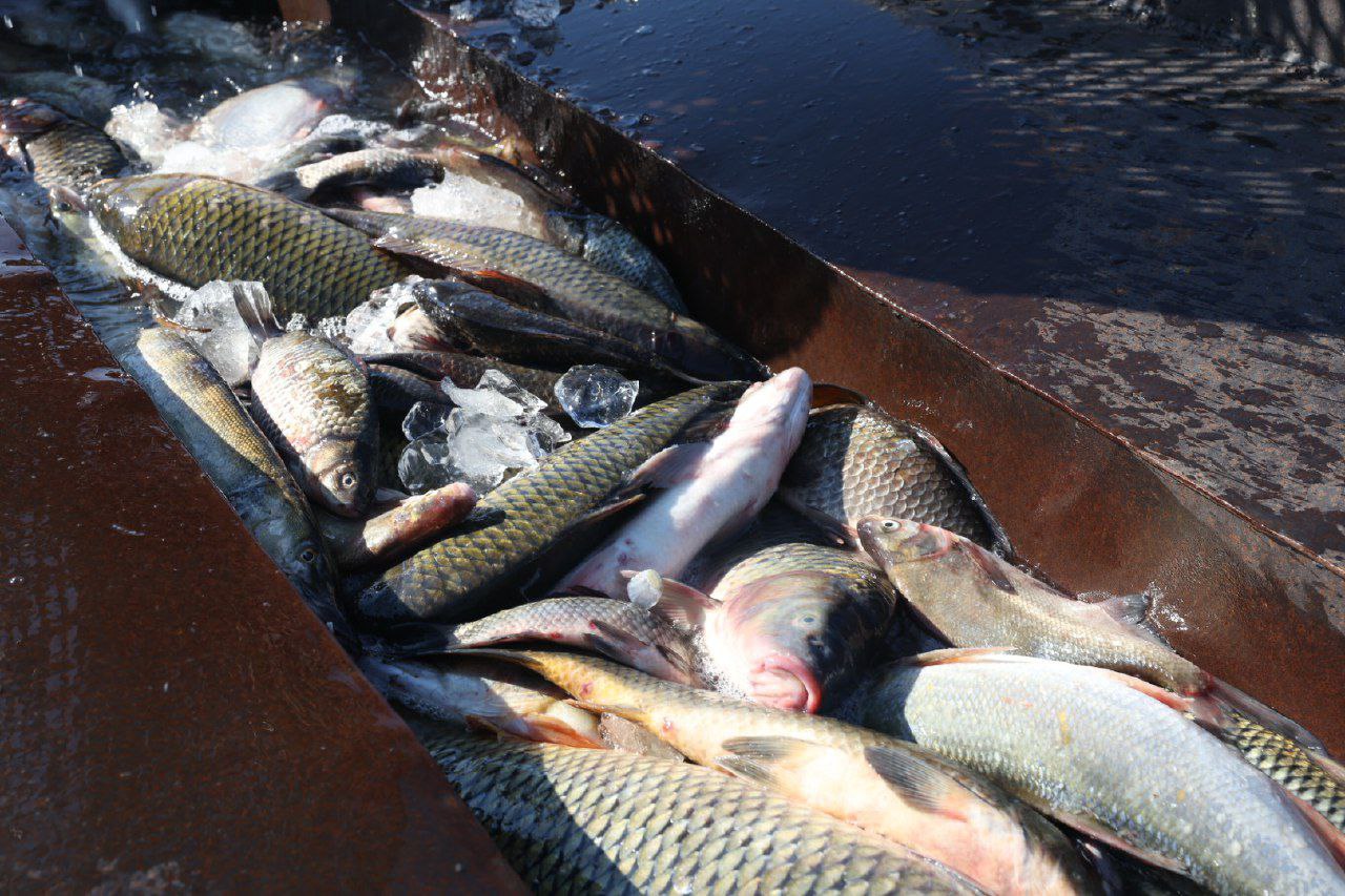 В Астраханской области нашли тонны опасной рыбы