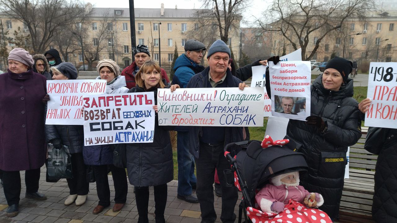 Астраханцы попросили ужесточить новый закон об эвтаназии бродячих собак