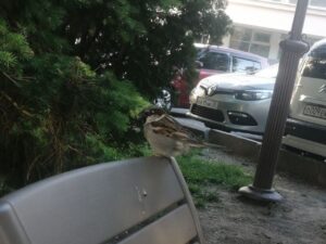 В Астрахани провели перепись воробьев