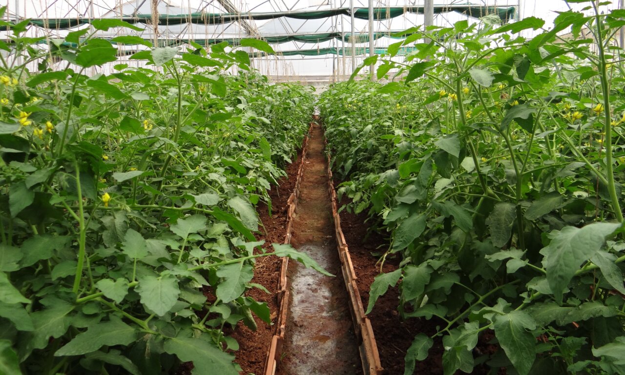 Под Астраханью рабочих вынудили год выращивать овощи бесплатно