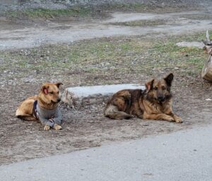 В Астрахани утвердили стоимость утилизации бродячей собаки