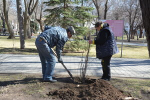 Где в Астрахани появятся сотни новых деревьев