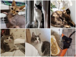 Астраханские коты отмечают свой праздник: делимся фото любимых котиков редакции