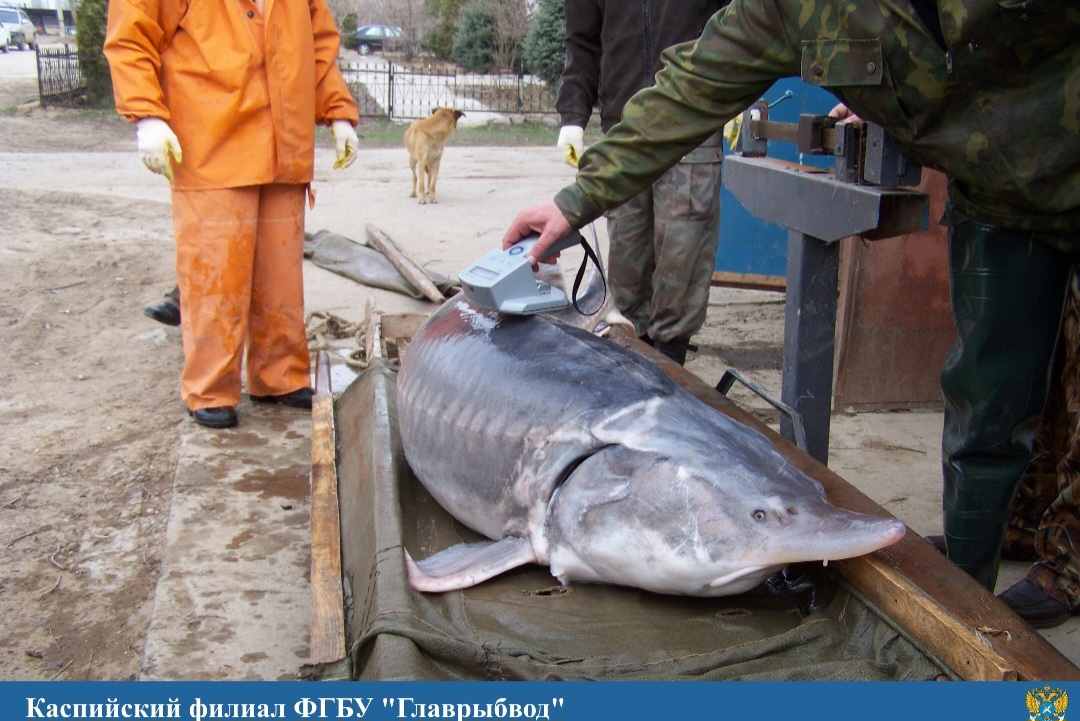 В Астраханской области объяснили, зачем разрезают каждую икринку редкой рыбы