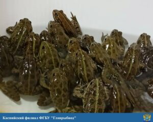 В Астрахани самцы лягушек приняли участие в размножении осетровых
