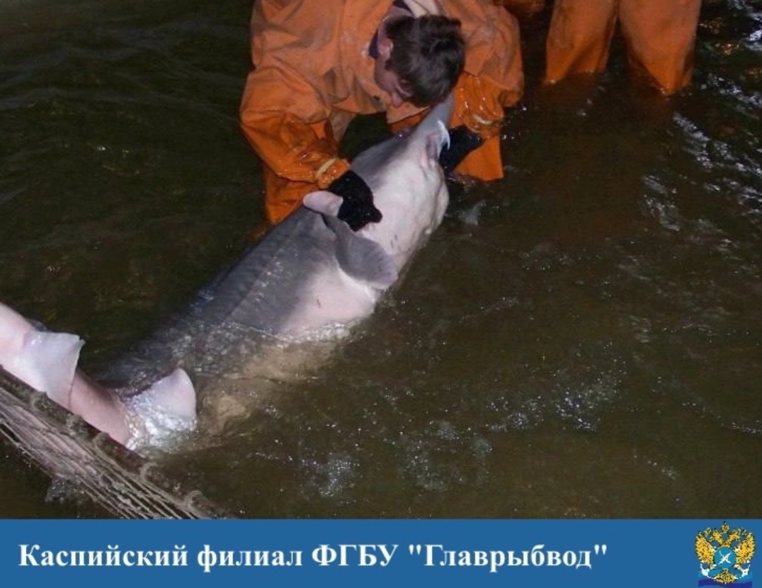 Огромного, умного и опасного самца будут использовать для получения редкой рыбы под Астраханью