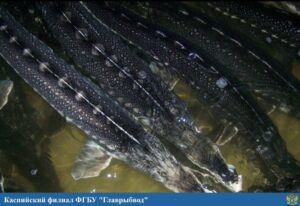 Под Астраханью редкой рыбе-шкоде запретили зимовать друг на друге