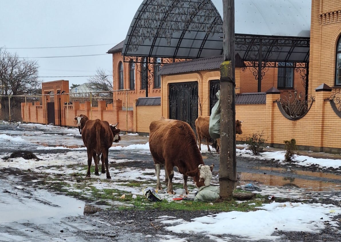 В Астрахани коровы массово перестали уважать труд жителей поселка