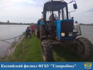 Редчайшую рыбу массово выпускают в пруды Астраханской области