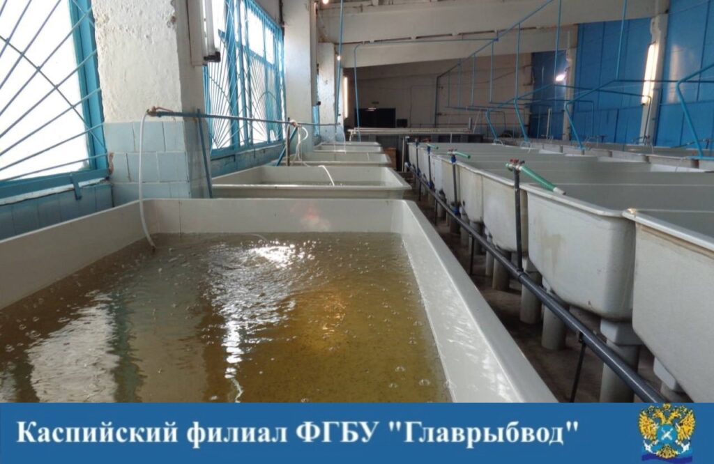 Редчайшую рыбу массово выпускают в пруды Астраханской области