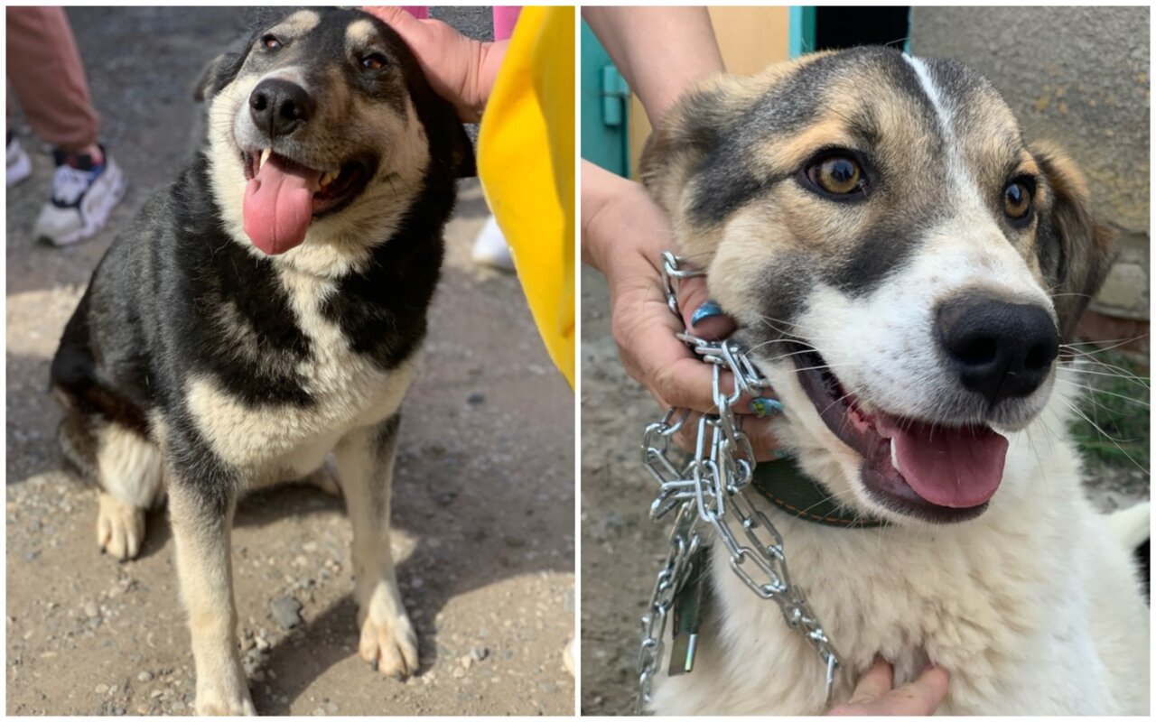 Жители Ахтубинска собирают деньги, чтобы отправить бродячих собак в Астрахань