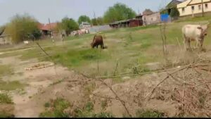 В Астрахани коровы массово перестали уважать труд жителей поселка