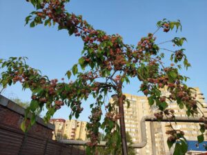На Комсомольской набережной в Астрахани зацвело уникальное дерево