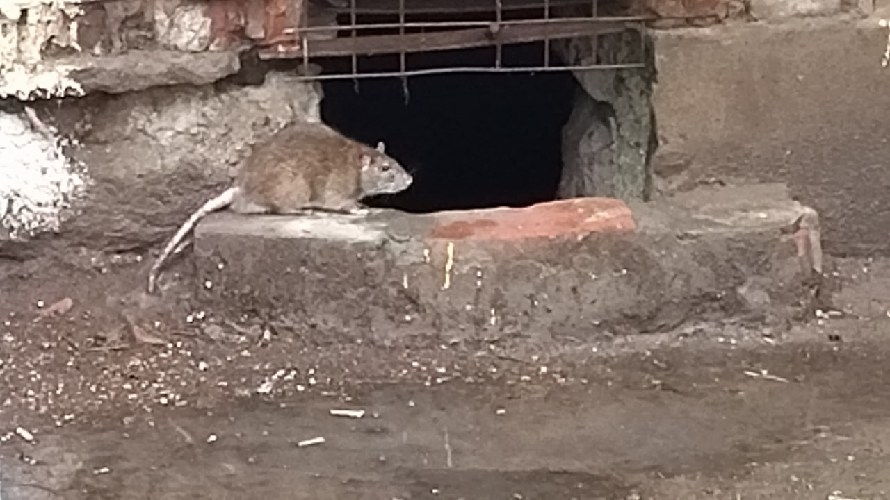 Астраханские крысы массово вылезают из подвалов