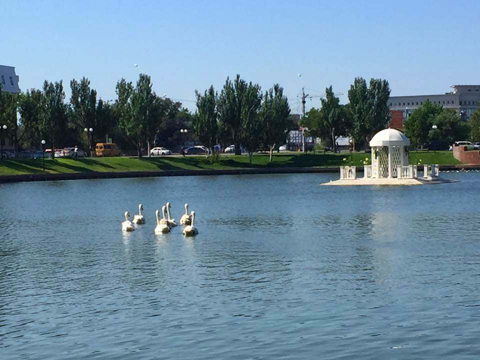 В администрации объяснили, почему на Лебедином озере остался лишь один лебедь