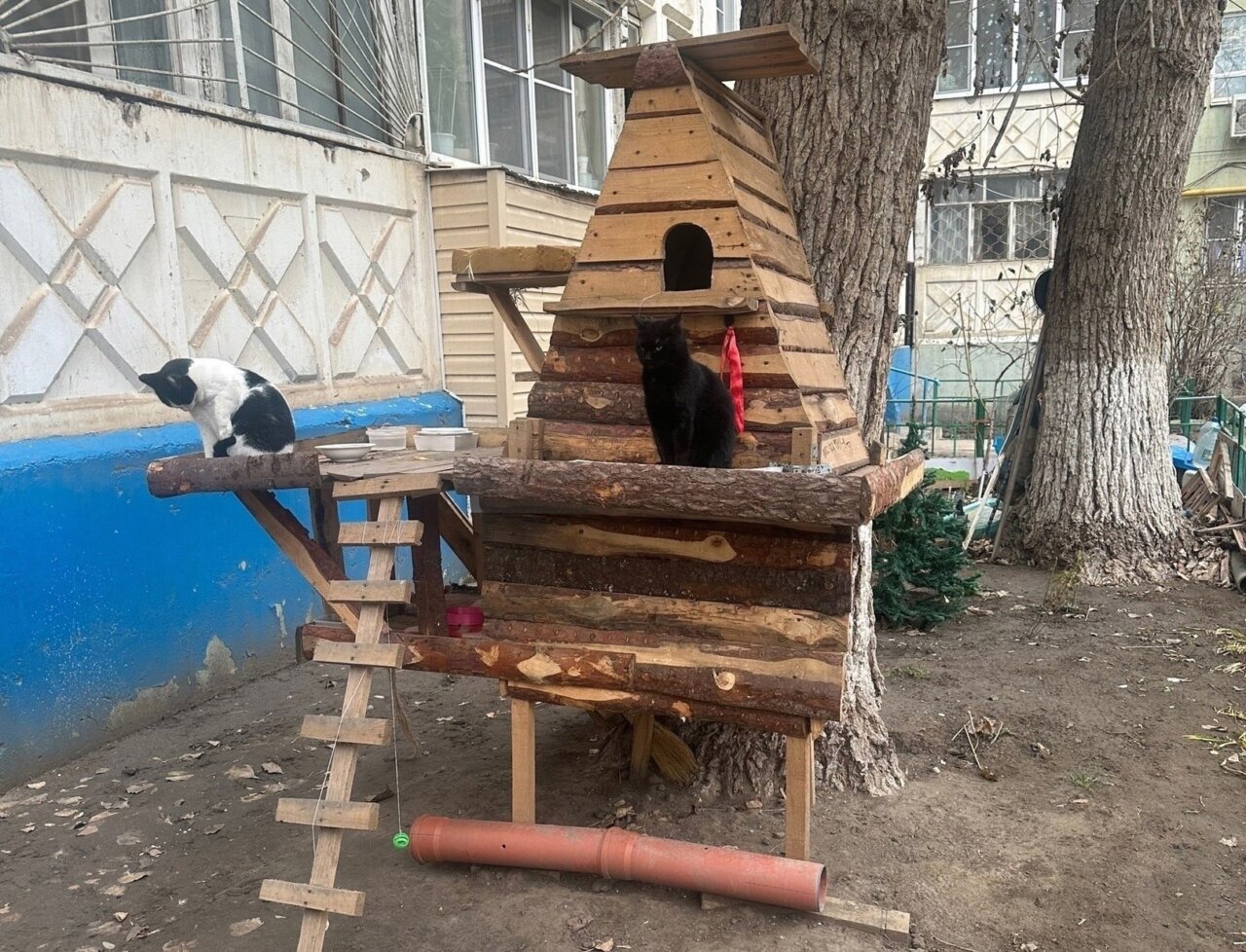В Астрахани построили кошкин дом