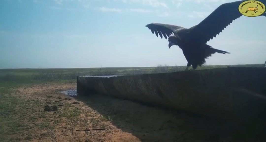 Редчайшая птица прилетела и рассказала о скором отеле редких животных в Астраханской области