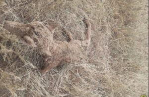 На Пасху редчайшие животные принесли потомство с тонкими ногами в Астраханской области