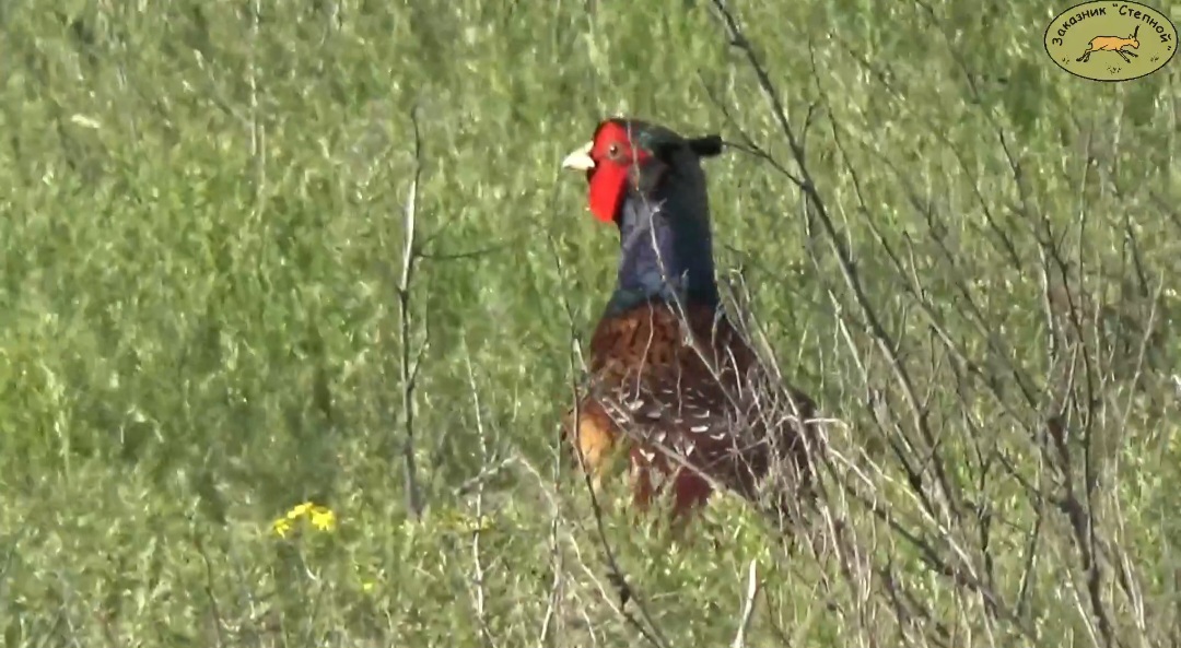 На охраняемой территории в Астраханской области появились новые птицы с красными «щеками»
