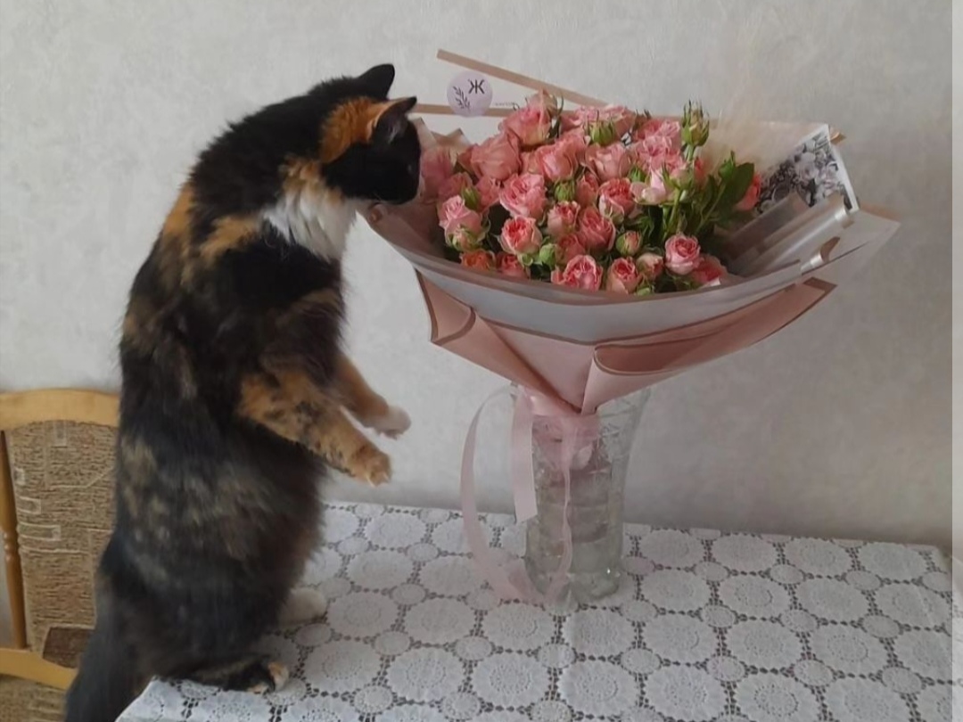 Кошку из Астрахани мучают психологические проблемы после тяжелой процедуры