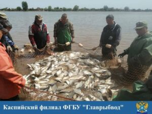 В Астраханской области выловили популярную рыбу, ее потомство массово выпустят в реки