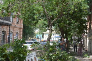 На двух центральных улицах Астрахани начали пилить деревья