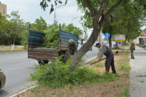 На одной из главных улиц Астрахани обрезают деревья