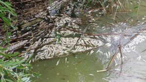 В Астраханской области массово гибнут рыба и раки