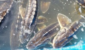 В Астрахани на набережной в Волгу выпустили 250 молодых редких рыб