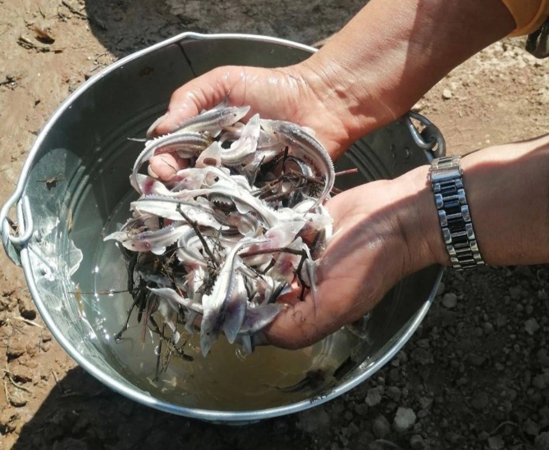 В Астраханской области в реки скоро начнут выпускать очень редкую и умную  рыбу-хищника | АРБУЗ