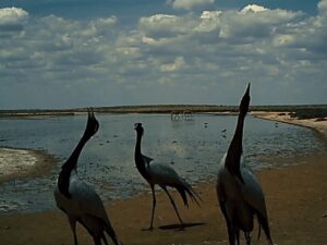 В астраханском заповеднике показали архивное видео, где красноглазые птицы проводят загадочный ритуал