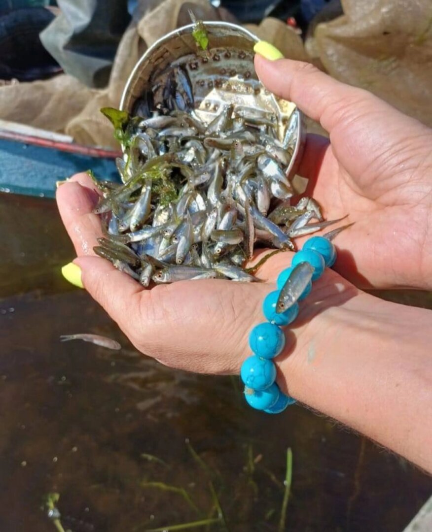 В реки Астраханской области массово выпускают популярную рыбу, она весит меньше грамма