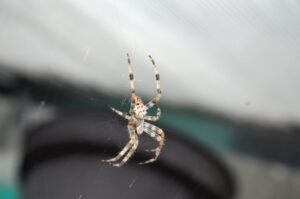 В Астраханской области заметили нашествие пауков
